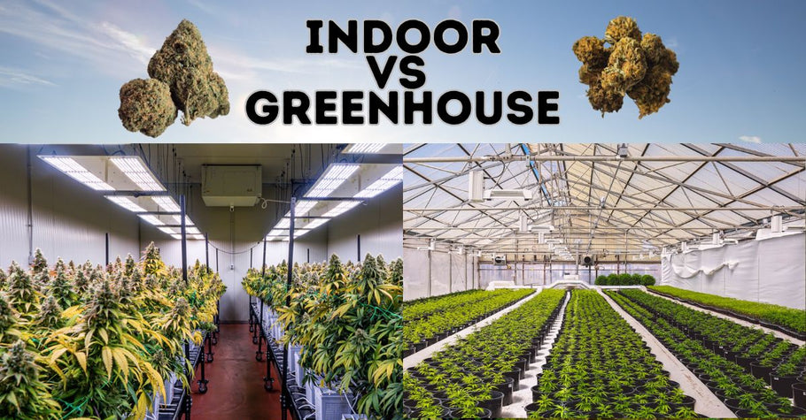 Indoor vs Glasshouse CBD Flower – What’s the Difference?