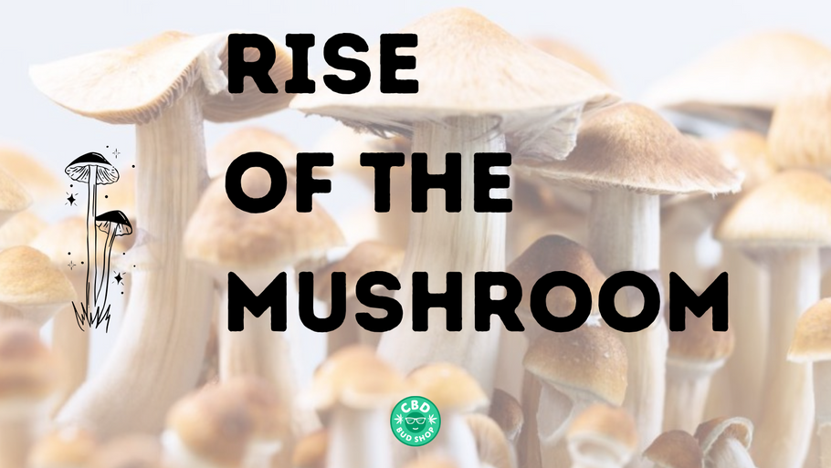 The Rise of Therapeutic Mushrooms: Nature’s Fungi for Modern Wellness