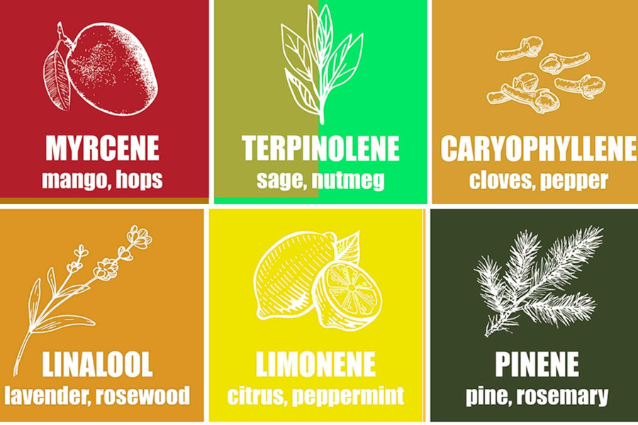 Why Terpenes Matter in CBD Flower (UK Buyer’s Guide)
