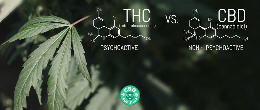 CBD vs THC - How do these two cannabinoids effect us?