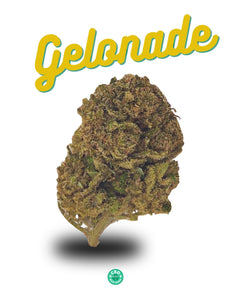 Gelonade - Premium CBD Bud (>22% CBD  <0.2% THC)