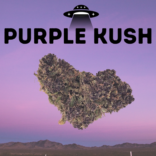 Purple Kush - Premium CBD Bud (>20% CBD  <0.2% THC)