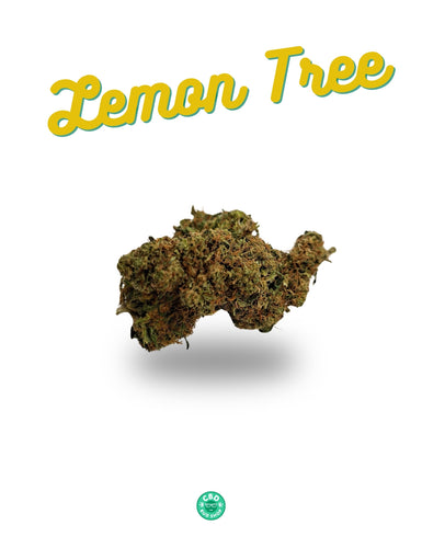 Lemon Tree Kush CBD Flower